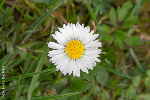white daisy in the grass macro