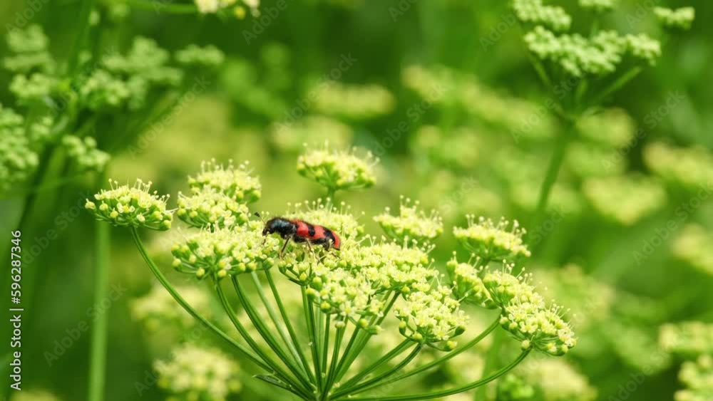 Insect on the green dill plant. Green nature background. Close-up of Cetonia aurata in summer sunny field. Blue-green beetle Insect on the green dill plant. Green nature background. Close-up of Cetonia aurata in summer sunny field. Blue-green beetle