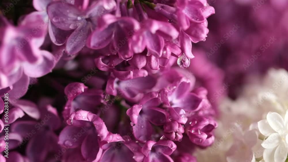 Branches of flowering blossoming lilac under rain. Blooming flowers Syringa vulgaris. Raindrops on lilac petals. Floral background. Raining close up, selective focus Branches of flowering blossoming lilac under rain. Blooming flowers Syringa vulgaris. Raindrops on lilac petals. Floral background. Raining close up, selective focus