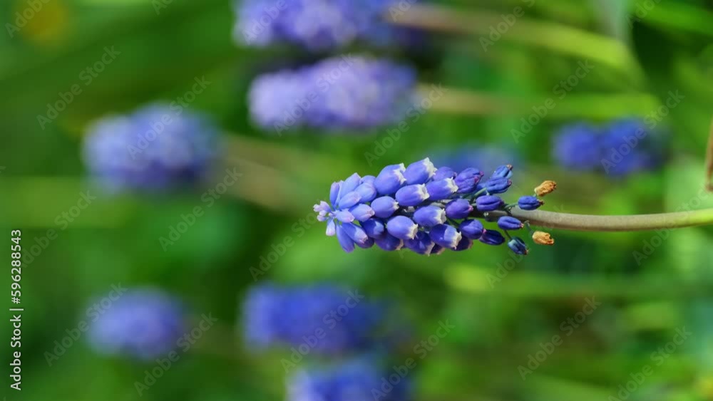 Beautiful Muscari botryoides Flower Blooming in an Outdoor Garden. Purple violet Muscari botryoides Flowers in a Garden Setting with Natural Light Vertical video Beautiful Muscari botryoides Flower Blooming in an Outdoor Garden. Purple violet Muscari botryoides Flowers in a Garden Setting with Natural Light Vertical video