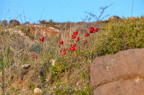 red wild poppy anemones in thorny burnet bushes on the rocks around Alacati (Cesme, Izmir province, Turkey) photo