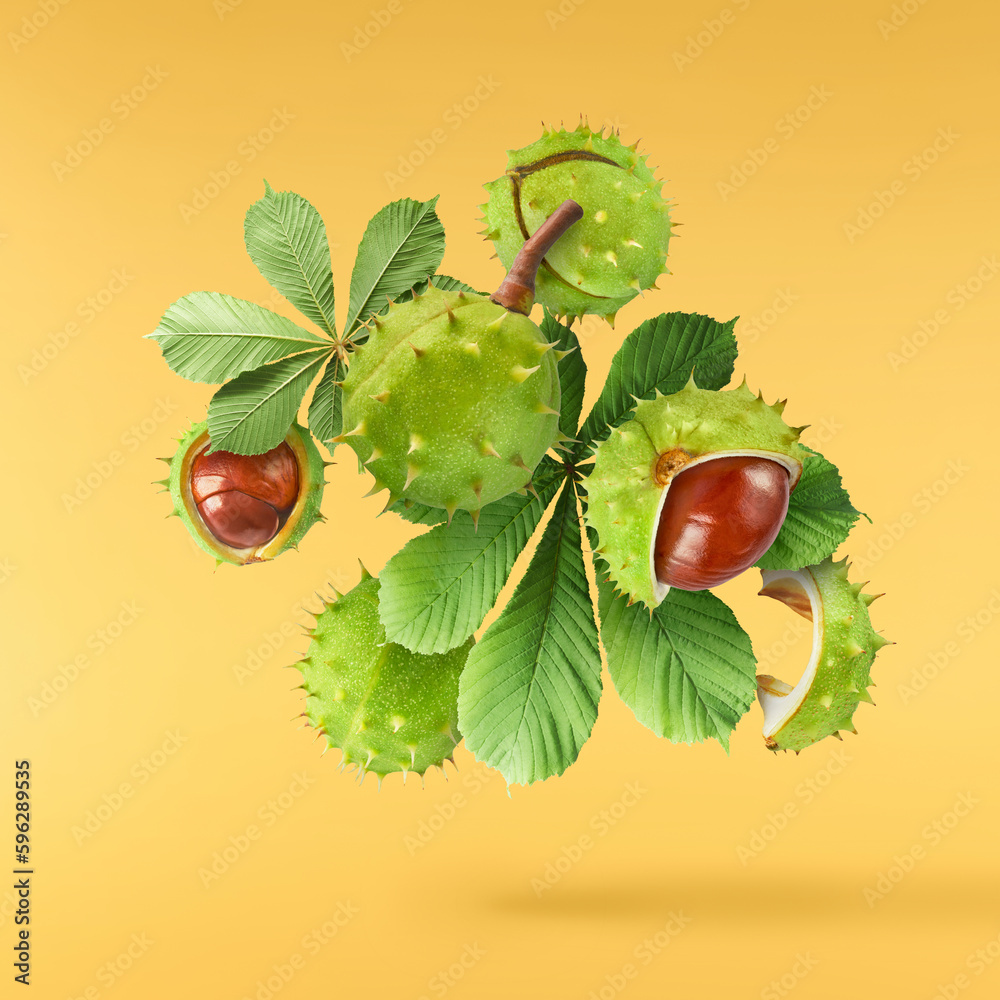Fresh Horse Chestnut with leaves falling in the air Fresh Horse Chestnut with leaves falling in the air