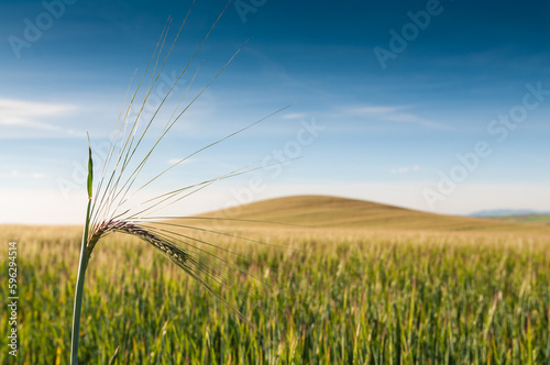 Una espiga de cebada da paso a un campo cultivado con una suave colina al fondo.
