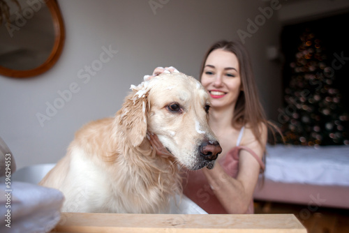 woman in the bathroom washes dog and applies shampoo for wool  girl bathes golden retriever and rubs it with foam