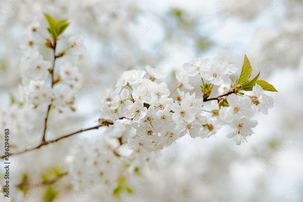 Cherry blossoms in the garden on a sunny day. White flowers Cherry blossoms in the garden on a sunny day. White flowers