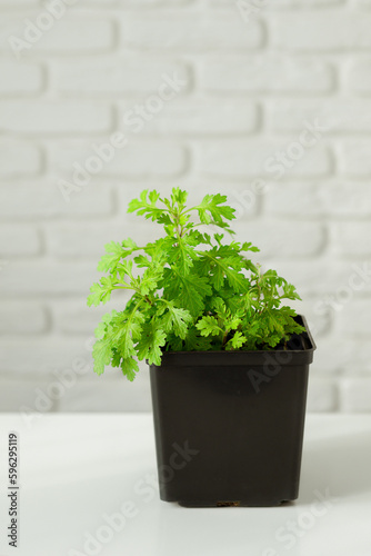 A young chrysanthemum bush is growing in a pot