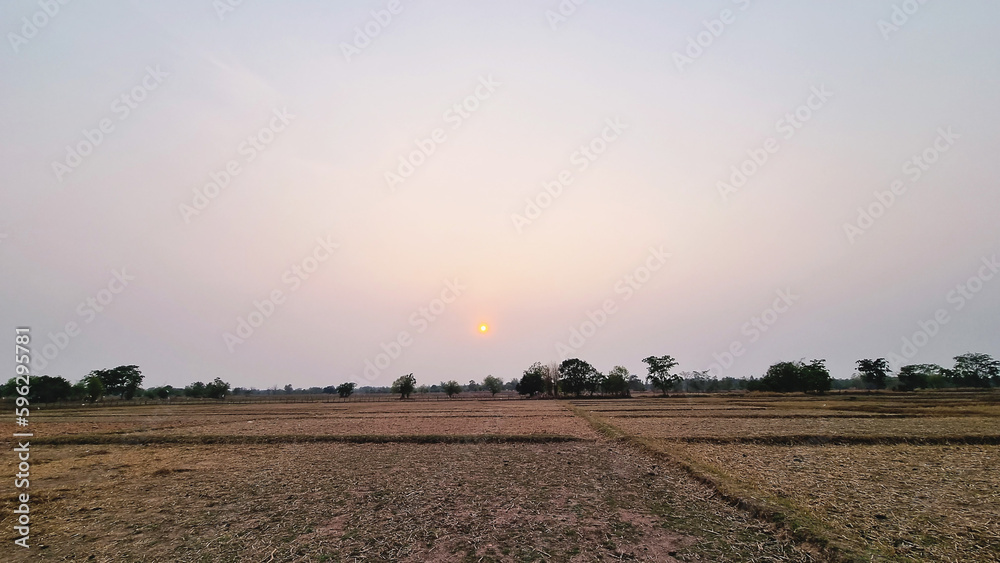 The rice has been harvested and the field is ready for autumn planting. seasonal crop plants rice field season ready harvest nature landscape sky sunset winter tree art background beauty