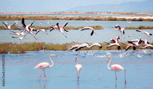 Izmir Bird paradise, flamingos and pelicans - izmir, Turkey
