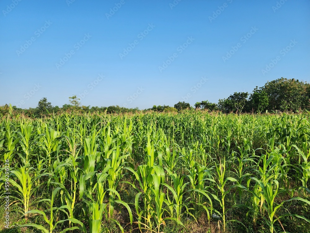 Zea Mays, A field of blooming cornflowers 