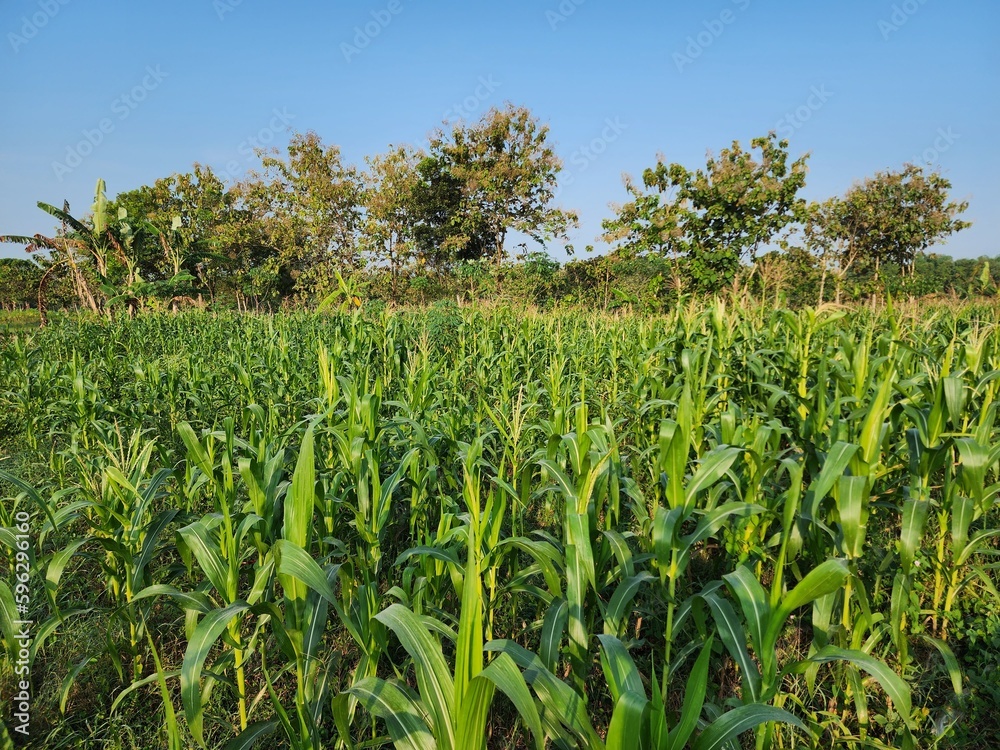 Naklejka premium Zea mays, Young corn field in village