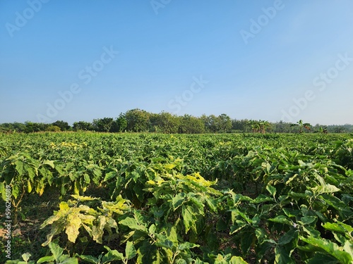 An expanse of Solanum melongena eggplant orchards in the village of Kalen 