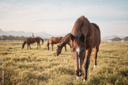 Ταπετσαρία Horses make a landscape look beautiful