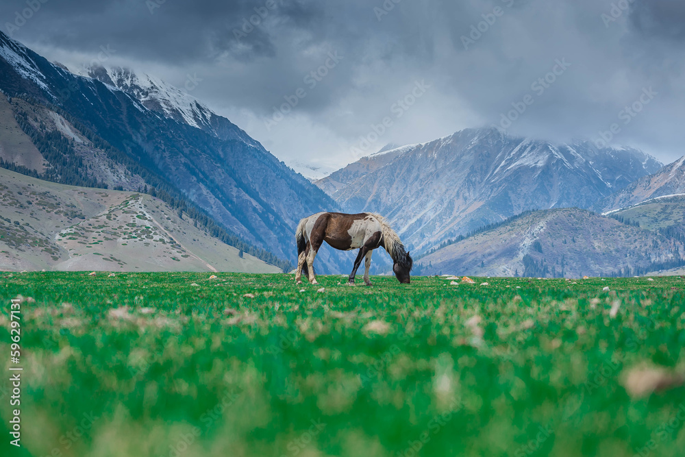 Naklejka premium Stallion in Kyrgyzstan mountains