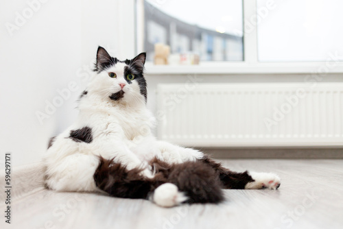 black and white domestic cat sits in a funny pose on the floor at home, lazy, tired cat © Богдан Маліцький