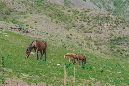 Horses in Kyrgyzstan mountains