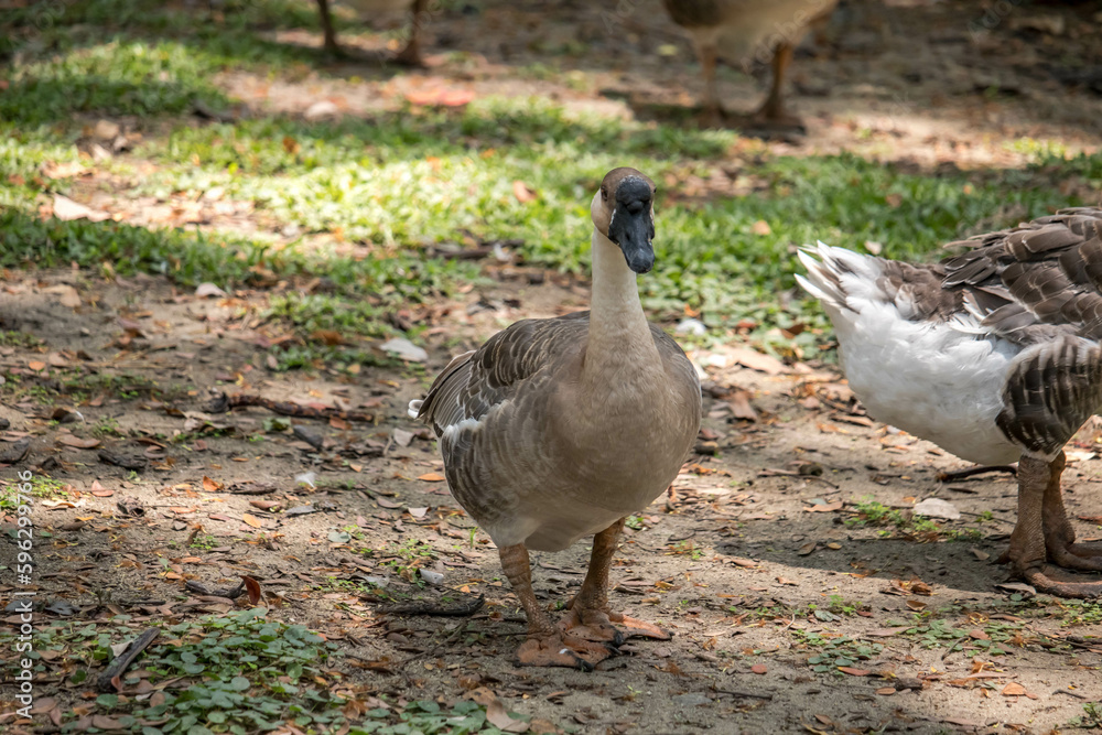 A goose of ducks and ducklings grazing in a park.