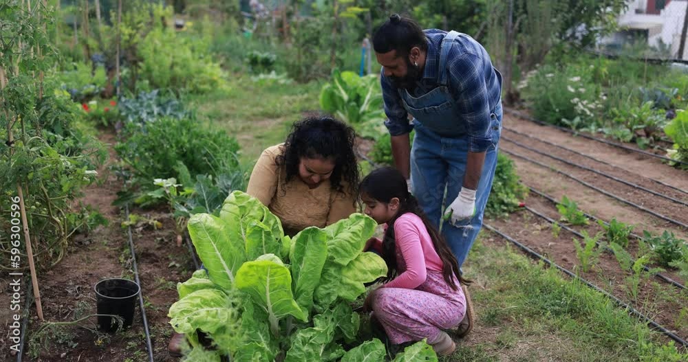Indian family picking up organic vegetables from house garden outdoor - Vegetarian, healthy food and education concept Indian family picking up organic vegetables from house garden outdoor - Vegetarian, healthy food and education concept