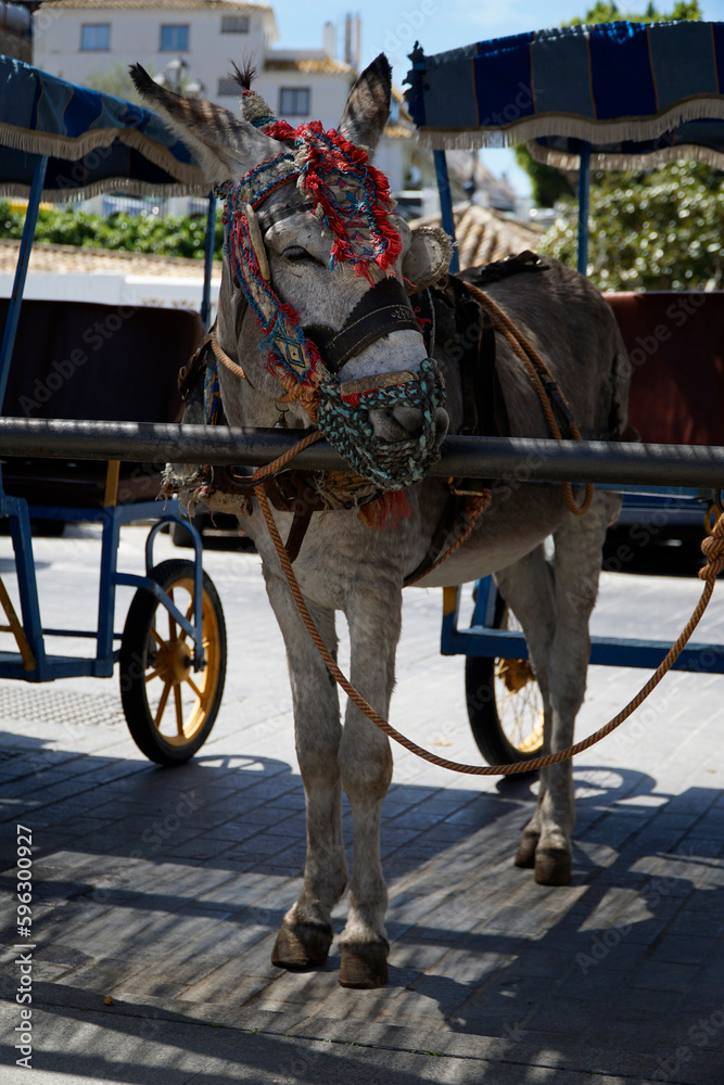 Donkey in MIjas - Andalusia region, Spain