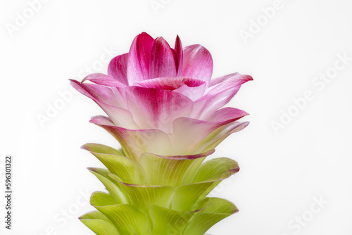 Closeup view of fresh green and purple red flower of curcuma aromatica or wild turmeric isolated on white background