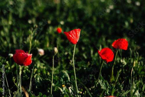 a group of red poppies bloomed and not bloomed in the foreground in a green meadow