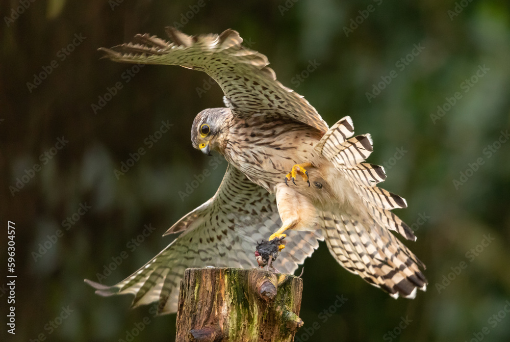 Fototapeta premium Common kestrel with freshly caught prey