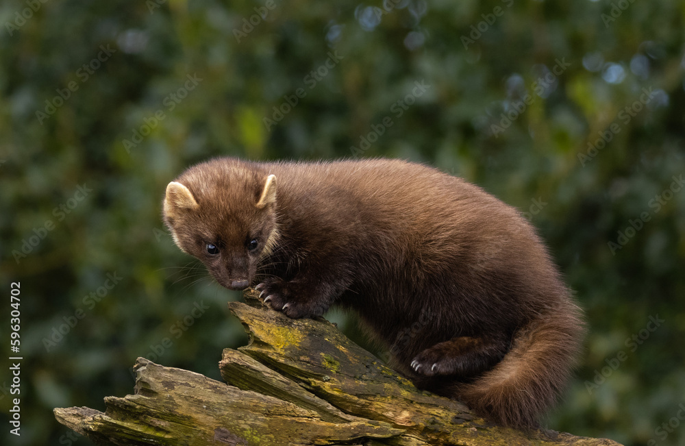 European pine marten European pine marten