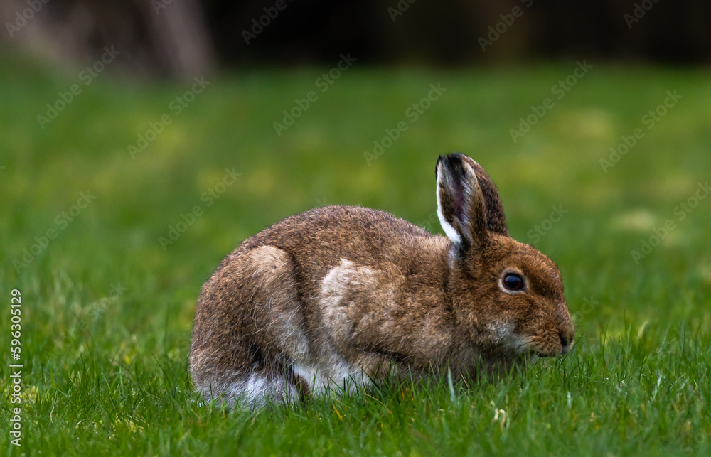 Fototapeta premium Irish Hare
