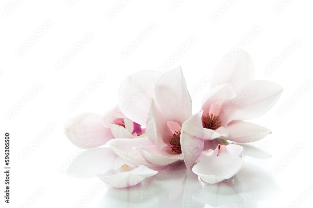 Beautiful pink magnolia flower on white background Beautiful pink magnolia flower on white background