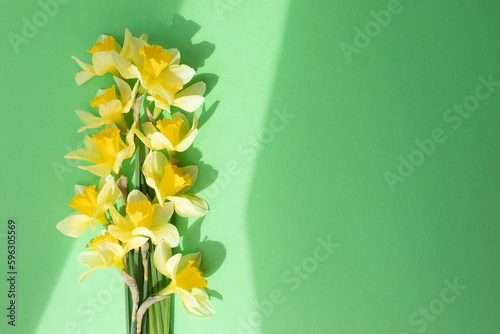 Yellow daffodils on a green background in bright daylight with shadows. Flat lay
