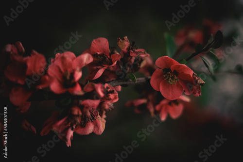 Chaenomeles japonica, Japanese flowering quince