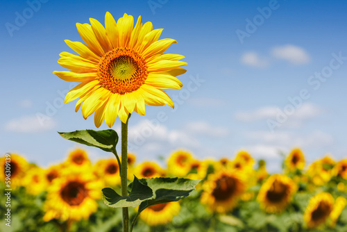 Sunflower field under blue sky