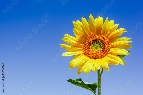Summer background  bright yellow sunflower over blue sky
