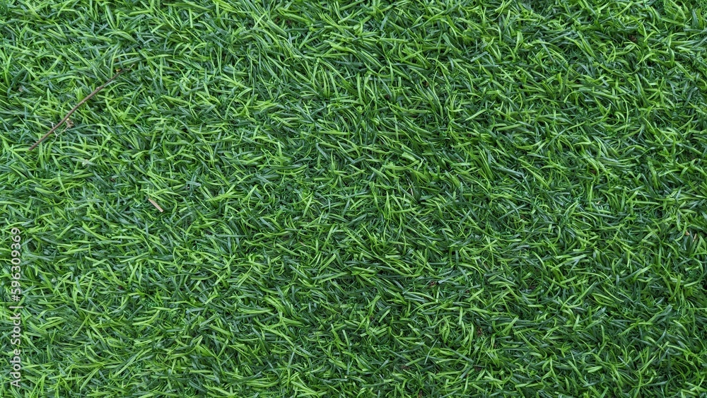 green grass texture for background green grass texture for background