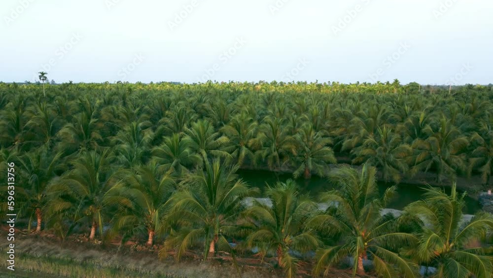Cultivation of coconuts for sale in agriculture. Aerial view drone flies over a large coconut grove. The tops of palm trees are green and yellow. Flying over the forest animated nature background. Cultivation of coconuts for sale in agriculture. Aerial view drone flies over a large coconut grove. The tops of palm trees are green and yellow. Flying over the forest animated nature background.