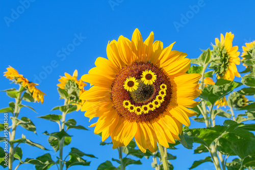 happy sunflower blossom  at the field with smiling face
