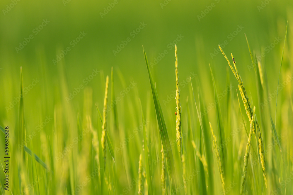 Landscape nature of rice field on rice paddy green color lush growing is a agriculture in asia