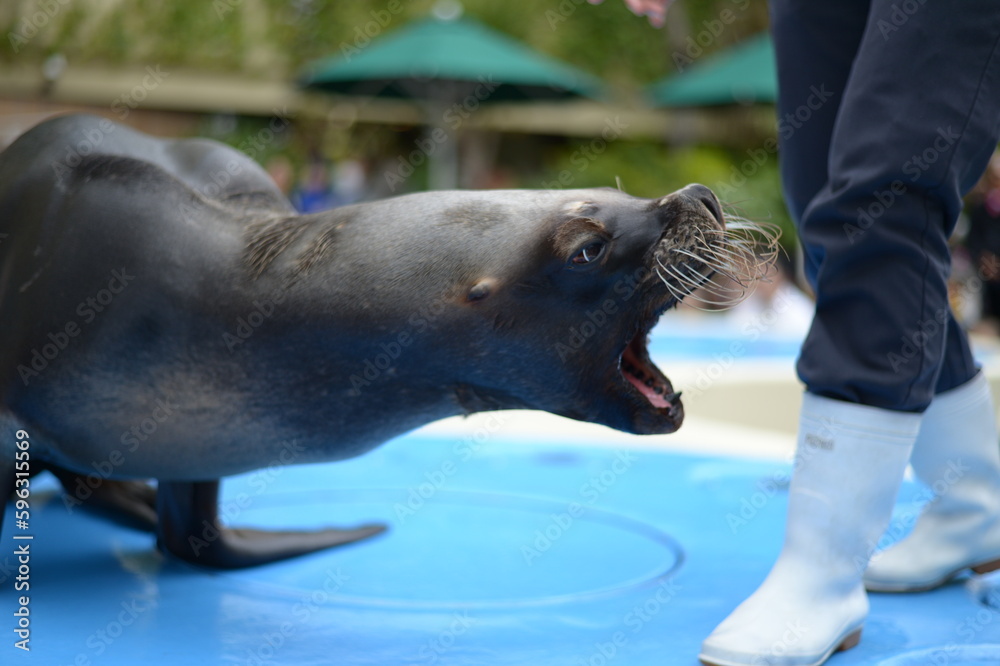 Fototapeta premium A barking seal at the aquarium