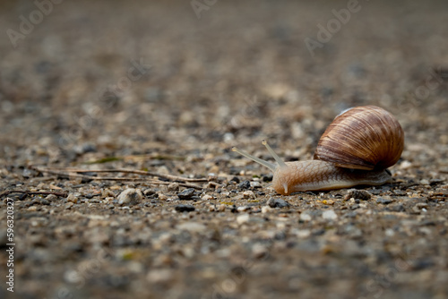 close up of a snail walking across a gravel road way with selective focus copy space and blurred background as slow or fast movement direction housing nature moisture concept