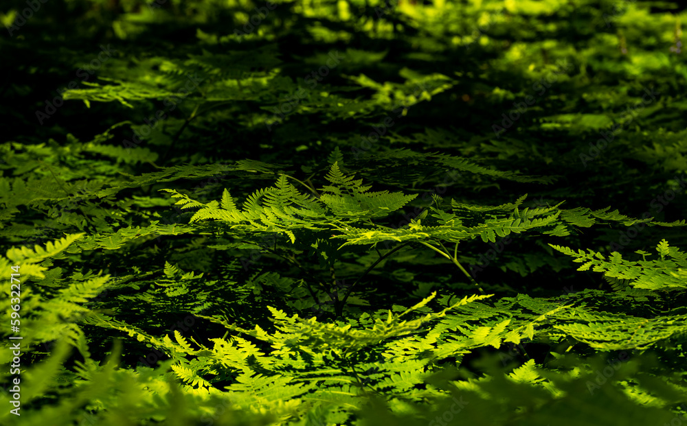 Tips of Ferns Catch Light Through The Shadows Tips of Ferns Catch Light Through The Shadows