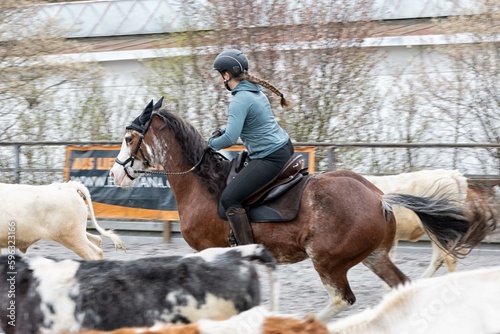 Bilde på lerret Rinderarbeit Working Equitation