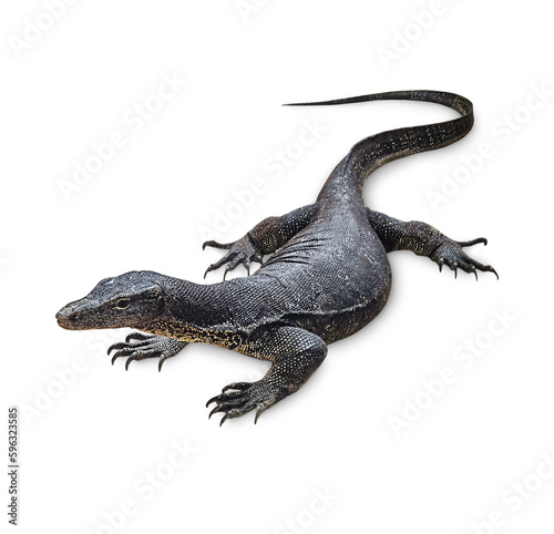 Full length portrait of asian carnivore monitor lizard or goanna with long neck, powerful tail and claws and beautiful skin of black colour looking at camera isolated on white background photo