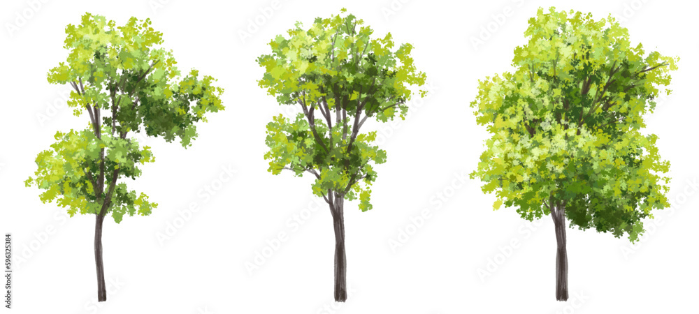 Vector watercolor of tree side view isolated on white background for landscape and architecture drawing, elements for environment and garden, painting botanical for exterior section and elevation
