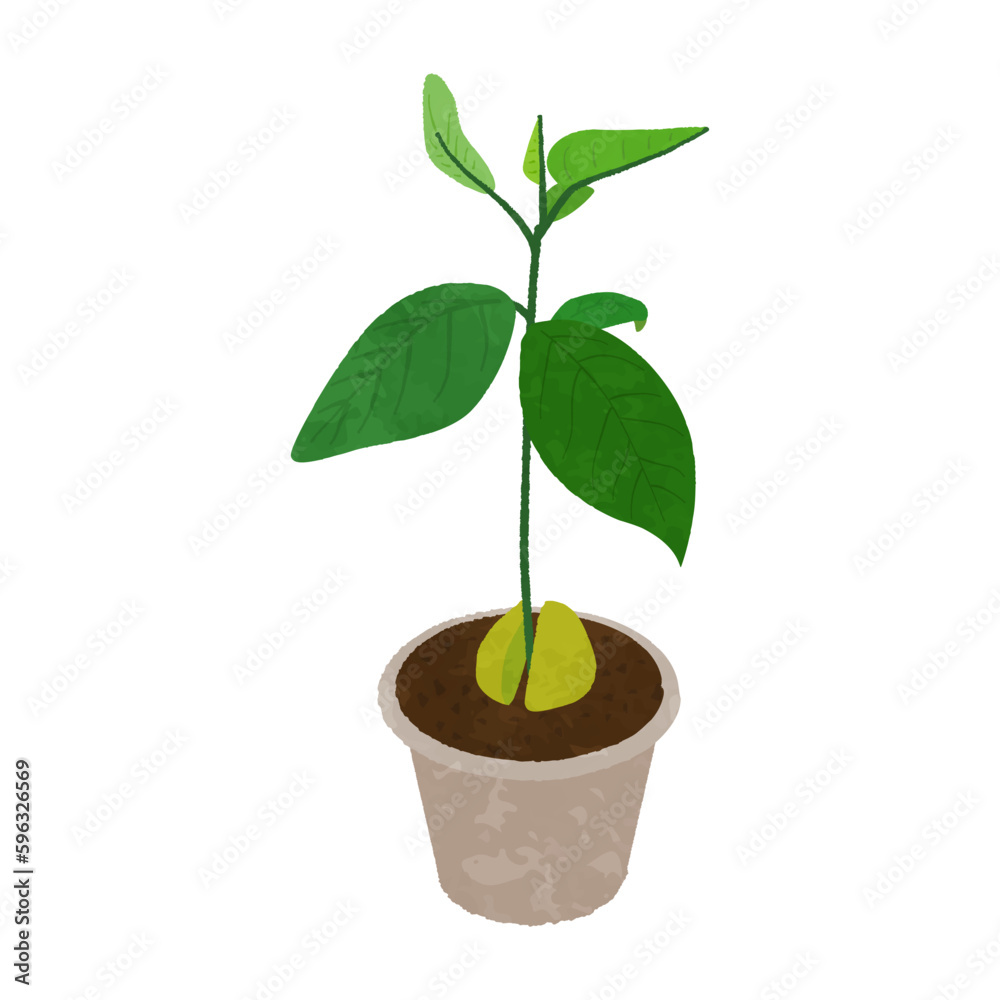 Illustration of a cute avocado growing