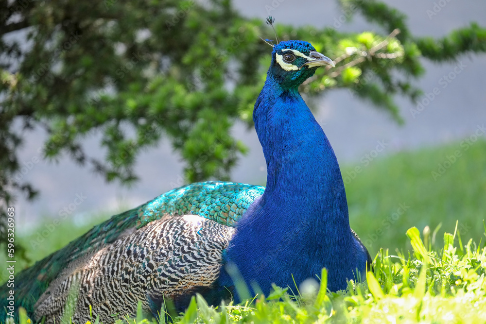 Peacock. Textures, colors, blue, green.