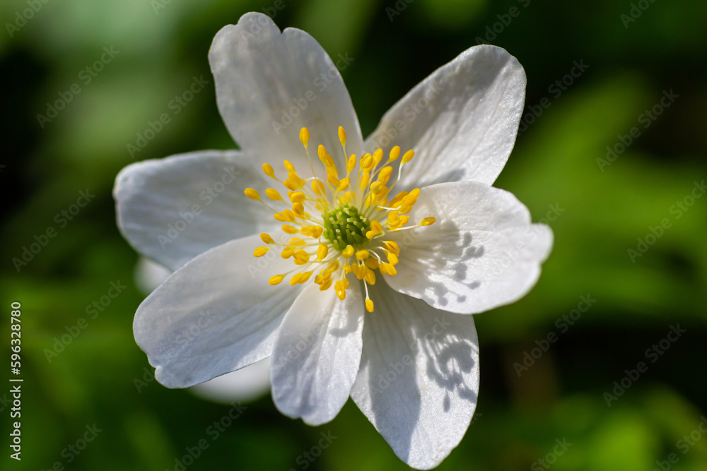 Anemone close-up in the spring forest. Beauty of flowers, nature, naturalness. Sunny summer day, green grass in the park. Anemonoids are frost-free. Bright floral background. Anemone close-up in the spring forest. Beauty of flowers, nature, naturalness. Sunny summer day, green grass in the park. Anemonoids are frost-free. Bright floral background.