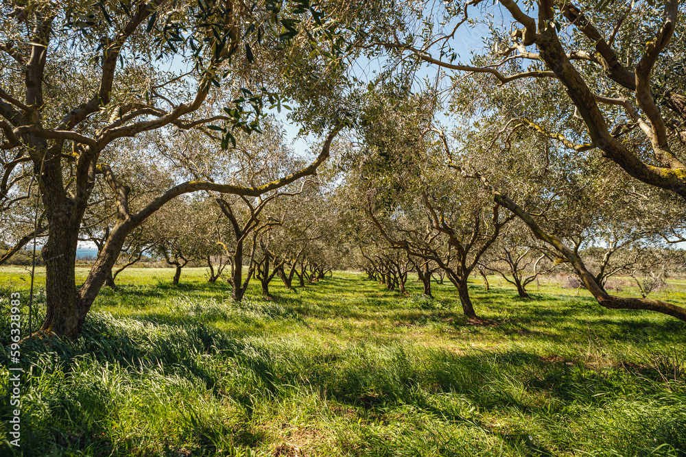 Olive trees at Kap Kamenjak, Croatia, in early spring at a sunny day Olive trees at Kap Kamenjak, Croatia, in early spring at a sunny day