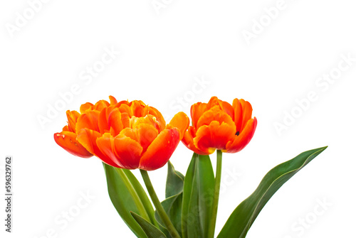 Peony tulips with a white background