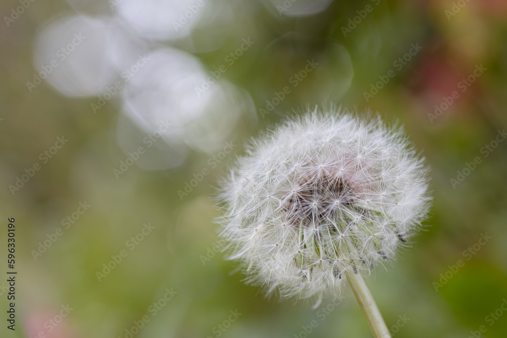 Fototapeta premium 一本のふわふわした丸いたんぽぽの綿毛 自然 背景