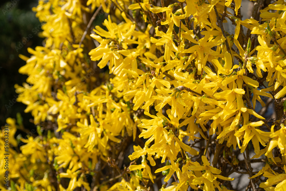 Macro Photo of Forsythia Flowers, Yellow Blooming Texture on Blue Sky Background, Flowering Forsythia Macro Photo of Forsythia Flowers, Yellow Blooming Texture on Blue Sky Background, Flowering Forsythia