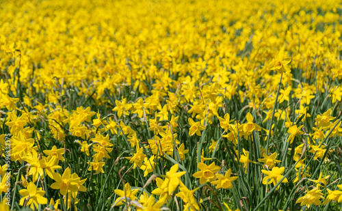 Many Daffodils Flowers, Yellow Narcissus Field, Early Spring Flowers